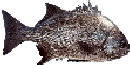 Galjoen
